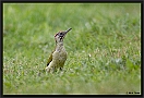 Groene Specht, European Green Woodpecker, Picus viridis Location: Wierden. the Netherlands groene specht MG 6820 kopie